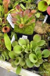 Heliamphora exappendiculata - kliknij aby zobaczyć zdjęcie. Heliamphora exappendiculata