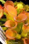 Heliamphora exappendiculata (Chimanta Tepui) - kliknij aby zobaczyć zdjęcie. Heliamphora exappendiculata (Chimanta Tepui)