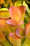 Heliamphora exappendiculata (Chimanta Tepui) - kliknij aby zobaczyć zdjęcie. Heliamphora exappendiculata (Chimanta Tepui)