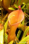 Heliamphora nutans - kliknij aby zobaczyć zdjęcie. Heliamphora nutans