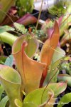 Heliamphora nutans - kliknij aby zobaczyć zdjęcie. Heliamphora nutans