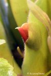 Heliamphora spec. nov. Akopan - kliknij aby zobaczyć zdjęcie. Heliamphora spec. nov. Akopan