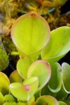 Heliamphora exappendiculata (Apacapa Tepui) - kliknij aby zobaczyć zdjęcie. Heliamphora exappendiculata (Apacapa Tepui)