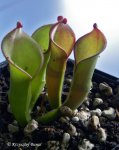 Heliamphora folliculata Stout form (Murosipan Meadow) - kliknij aby zobaczyć zdjęcie. Heliamphora folliculata Stout form (Murosipan Meadow)