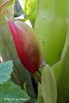 Heliamphora spec. nov. Akopan - kliknij aby zobaczyć zdjęcie. Heliamphora spec. nov. Akopan