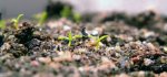 Drosera regia - kliknij aby zobaczyć zdjęcie. Drosera regia