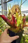 Heliamphora purpurascens (Ptari Tepui, Venezuela) - kliknij aby zobaczyć zdjęcie. Heliamphora purpurascens (Ptari Tepui, Venezuela)