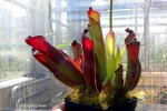 Heliamphora purpurascens (Ptari Tepui, Venezuela) - kliknij aby zobaczyć zdjęcie. Heliamphora purpurascens (Ptari Tepui, Venezuela)