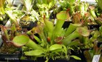 Heliamphora spec. nov. Akopan - kliknij aby zobaczyć zdjęcie. Heliamphora spec. nov. Akopan