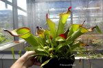 Heliamphora spec. nov. Akopan - kliknij aby zobaczyć zdjęcie. Heliamphora spec. nov. Akopan