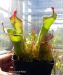 Heliamphora huberi (Akopan Tepui, Venezuela) - kliknij aby zobaczyć zdjęcie. Heliamphora huberi (Akopan Tepui, Venezuela)