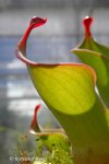 Heliamphora huberi (Akopan Tepui, Venezuela) - kliknij aby zobaczyć zdjęcie. Heliamphora huberi (Akopan Tepui, Venezuela)