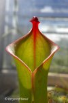 Heliamphora huberi (Akopan Tepui, Venezuela) - kliknij aby zobaczyć zdjęcie. Heliamphora huberi (Akopan Tepui, Venezuela)