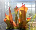 Heliamphora spec. Yuruani B - kliknij aby zobaczyć zdjęcie. Heliamphora spec. Yuruani B