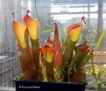 Heliamphora spec. Yuruani B - kliknij aby zobaczyć zdjęcie. Heliamphora spec. Yuruani B