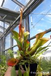 Heliamphora nutans - kliknij aby zobaczyć zdjęcie. Heliamphora nutans