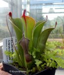 Heliamphora chimantensis (Chimanta Tepui, Venezuela) - kliknij aby zobaczyć zdjęcie. Heliamphora chimantensis (Chimanta Tepui, Venezuela)