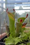Heliamphora chimantensis (Chimanta Tepui, Venezuela) - kliknij aby zobaczyć zdjęcie. Heliamphora chimantensis (Chimanta Tepui, Venezuela)