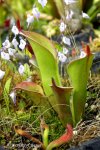 Heliamphora chimantensis (Chimanta Tepui, Venezuela) - kliknij aby zobaczyć zdjęcie. Heliamphora chimantensis (Chimanta Tepui, Venezuela)