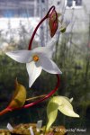 Heliamphora nutans - kliknij aby zobaczyć zdjęcie. Heliamphora nutans