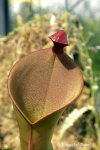 Heliamphora heterodoxa x ionasii BCP #100 - kliknij aby zobaczyć zdjęcie. Heliamphora heterodoxa x ionasii BCP #100