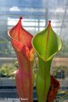 Heliamphora ionasii Heavily Red Striped - kliknij aby zobaczyć zdjęcie. Heliamphora ionasii Heavily Red Striped