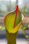 Heliamphora ionasii Heavily Red Striped - kliknij aby zobaczyć zdjęcie. Heliamphora ionasii Heavily Red Striped