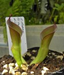 Heliamphora huberi Giant clone (El Castillo) WSG - kliknij aby zobaczyć zdjęcie. Heliamphora huberi Giant clone (El Castillo) WSG