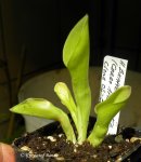 Heliamphora exappendiculata (Aprada Tepui) - kliknij aby zobaczyć zdjęcie. Heliamphora exappendiculata (Aprada Tepui)