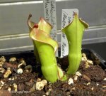 Heliamphora folliculata Stout form (Murosipan Meadow) - kliknij aby zobaczyć zdjęcie. Heliamphora folliculata Stout form (Murosipan Meadow)