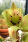 Heliamphora tatei (Cerro Duida) - kliknij aby zobaczyć zdjęcie. Heliamphora tatei (Cerro Duida)