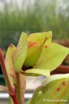 Heliamphora tatei (Cerro Duida) - kliknij aby zobaczyć zdjęcie. Heliamphora tatei (Cerro Duida)