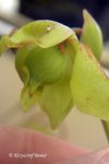 Heliamphora collina (Foothills Testigos) - kliknij aby zobaczyć zdjęcie. Heliamphora collina (Foothills Testigos)
