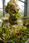 Heliamphora Midoxa - kliknij aby zobaczyć zdjęcie. Heliamphora Midoxa