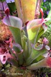 Heliamphora parva (Cerro Neblina) AW clone - kliknij aby zobaczyć zdjęcie. Heliamphora parva (Cerro Neblina) AW clone