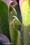 Heliamphora parva (Cerro Neblina) AW clone - kliknij aby zobaczyć zdjęcie. Heliamphora parva (Cerro Neblina) AW clone
