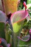 Heliamphora parva (Cerro Neblina) AW clone - kliknij aby zobaczyć zdjęcie. Heliamphora parva (Cerro Neblina) AW clone
