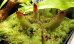 Heliamphora sarracenioides (Ptari Tepui, Venezuela) - kliknij aby zobaczyć zdjęcie. Heliamphora sarracenioides (Ptari Tepui, Venezuela)