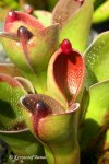 Heliamphora pulchella (Apacapa Tepui, Venezuela) - kliknij aby zobaczyć zdjęcie. Heliamphora pulchella (Apacapa Tepui, Venezuela)