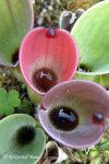 Heliamphora pulchella (Amuri Tepui, Venezuela) - kliknij aby zobaczyć zdjęcie. Heliamphora pulchella (Amuri Tepui, Venezuela)