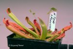 Heliamphora tatei (Cerro Duida) x folliculata (Aparaman Tepui) - kliknij aby zobaczyć zdjęcie. Heliamphora tatei (Cerro Duida) x folliculata (Aparaman Tepui)