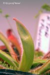 Heliamphora tatei (Cerro Duida) x folliculata (Aparaman Tepui) - kliknij aby zobaczyć zdjęcie. Heliamphora tatei (Cerro Duida) x folliculata (Aparaman Tepui)
