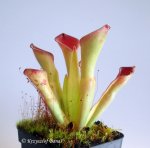 Heliamphora exappendiculata (Chimanta Tepui, Venezuela) - kliknij aby zobaczyć zdjęcie. Heliamphora exappendiculata (Chimanta Tepui, Venezuela)