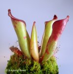 Heliamphora exappendiculata (Chimanta Tepui, Venezuela) new clone - kliknij aby zobaczyć zdjęcie. Heliamphora exappendiculata (Chimanta Tepui, Venezuela) new clone