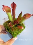 Heliamphora exappendiculata (Chimanta Tepui, Venezuela) new clone - kliknij aby zobaczyć zdjęcie. Heliamphora exappendiculata (Chimanta Tepui, Venezuela) new clone