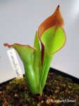 Heliamphora uncinata Giant - kliknij aby zobaczyć zdjęcie. Heliamphora uncinata Giant