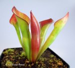 Heliamphora uncinata (Amuri Tepui, Venezuela) - kliknij aby zobaczyć zdjęcie. Heliamphora uncinata (Amuri Tepui, Venezuela)