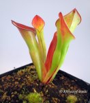 Heliamphora uncinata (Amuri Tepui, Venezuela) - kliknij aby zobaczyć zdjęcie. Heliamphora uncinata (Amuri Tepui, Venezuela)