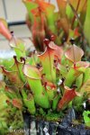Heliamphora hybrid? - kliknij aby zobaczyć zdjęcie. Heliamphora hybrid?