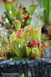 Heliamphora minor - kliknij aby zobaczyć zdjęcie. Heliamphora minor
